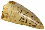 Serrated, Raptor Premaxillary Tooth - Real Dinosaur Tooth #361019-1